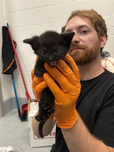 Shelter Stray Female Cat last seen Near, 5001 E Raymond St, Indianapolis, IN 46203, USA