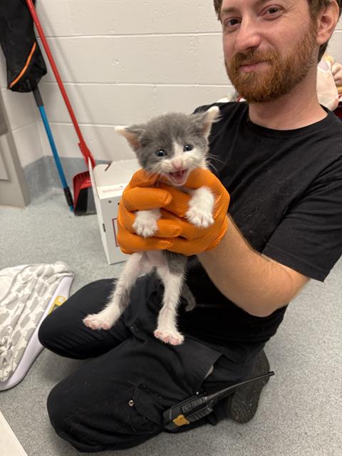 Shelter Stray Female Cat last seen Near, 5001 E Raymond St, Indianapolis, IN 46203, USA