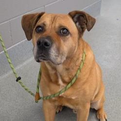 Shelter Stray Male Dog last seen Near, 5001 E Raymond St, Indianapolis, IN 46203, USA