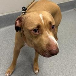 Shelter Stray Male Dog last seen Near, 5001 E Raymond St, Indianapolis, IN 46203, USA