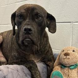 Shelter Stray Male Dog last seen Near, 5001 E Raymond St, Indianapolis, IN 46203, USA