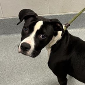 Shelter Stray Male Dog last seen Near, 5001 E Raymond St, Indianapolis, IN 46203, USA