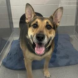 Shelter Stray Male Dog last seen Near, 5001 E Raymond St, Indianapolis, IN 46203, USA
