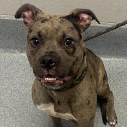 Shelter Stray Female Dog last seen Near, 5001 E Raymond St, Indianapolis, IN 46203, USA