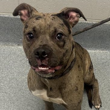 Shelter Stray Female Dog last seen Near, 5001 E Raymond St, Indianapolis, IN 46203, USA
