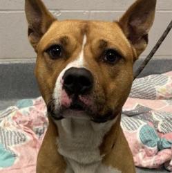 Shelter Stray Male Dog last seen Near, 5001 E Raymond St, Indianapolis, IN 46203, USA