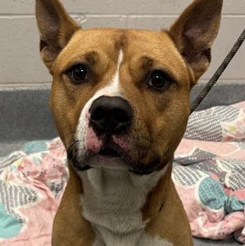 Shelter Stray Male Dog last seen Near, 5001 E Raymond St, Indianapolis, IN 46203, USA