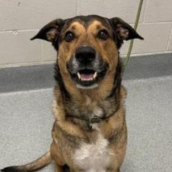 Shelter Stray Male Dog last seen Near, 5001 E Raymond St, Indianapolis, IN 46203, USA