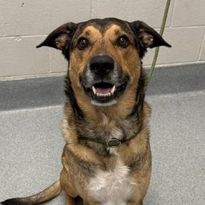 Shelter Stray Male Dog last seen Near, 5001 E Raymond St, Indianapolis, IN 46203, USA