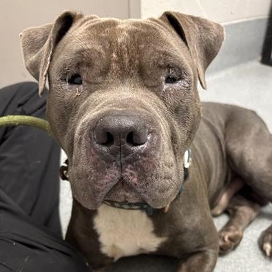 Shelter Stray Male Dog last seen Near, 5001 E Raymond St, Indianapolis, IN 46203, USA