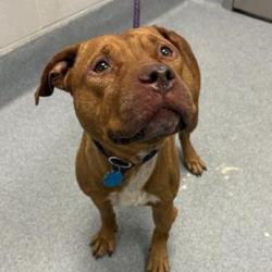 Shelter Stray Female Dog last seen Near, 5001 E Raymond St, Indianapolis, IN 46203, USA