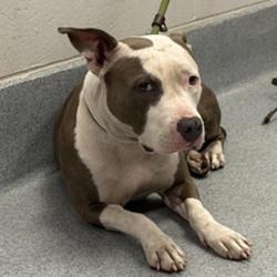 Shelter Stray Female Dog last seen Near, 5001 E Raymond St, Indianapolis, IN 46203, USA