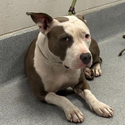 Shelter Stray Female Dog last seen Near, 5001 E Raymond St, Indianapolis, IN 46203, USA