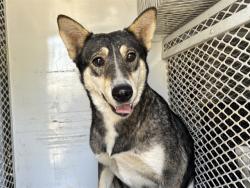 Shelter Stray Female Dog last seen Near S O ST, BAKERSFIELD CA 93304, 3951 Fruitvale Ave, Bakersfield, CA 93308, USA
