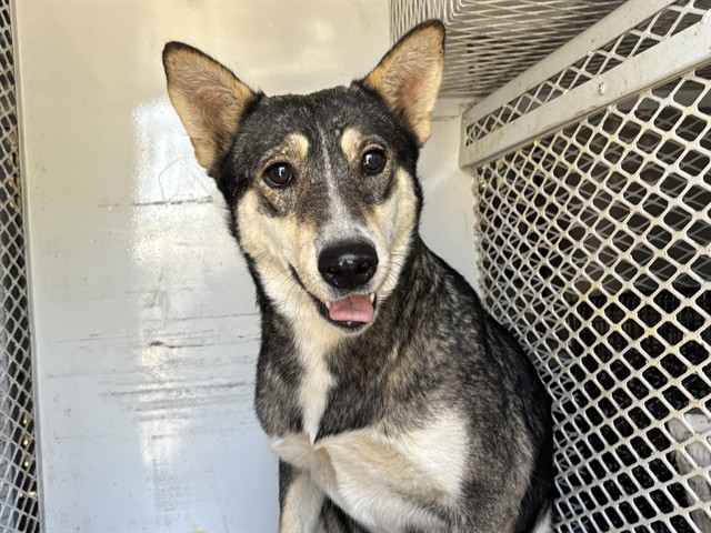 Shelter Stray Female Dog last seen Near S O ST, BAKERSFIELD CA 93304, 3951 Fruitvale Ave, Bakersfield, CA 93308, USA
