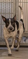 Shelter Stray Male Dog last seen , West Valley Animal Shelter, 20655 Plummer St, Chatsworth, CA 91311, USA