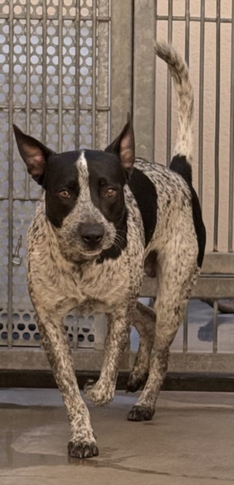 Shelter Stray Male Dog last seen , West Valley Animal Shelter, 20655 Plummer St, Chatsworth, CA 91311, USA