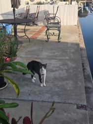 Found/Stray Unknown Cat last seen St Croix Circle and Bimini Lane, Huntington Beach, CA 92649