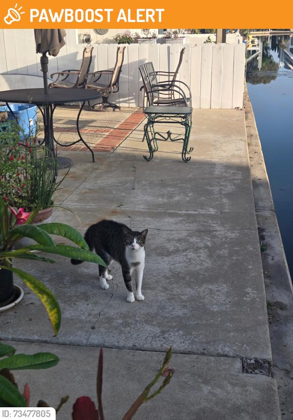 Found/Stray Unknown Cat last seen St Croix Circle and Bimini Lane, Huntington Beach, CA 92649