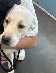 Shelter Stray Male Dog last seen , West Valley Animal Shelter, 20655 Plummer St, Chatsworth, CA 91311, USA
