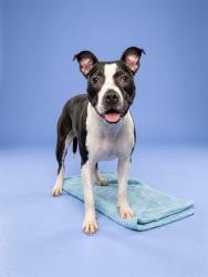 Shelter Stray Female Dog last seen Near BLOCK SALAND WAY, 2020 Forest St, Jacksonville, FL 32204, USA
