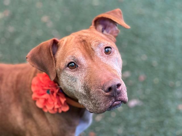 Shelter Stray Female Dog last seen CHARLOTTE, 8315 Byrum Dr, Charlotte, NC 28217, USA