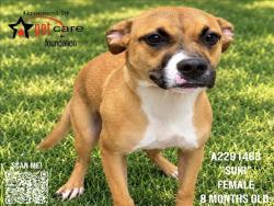 Shelter Stray Female Dog last seen , 3201 Lacy St, Los Angeles, CA 90031, USA