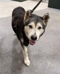 Shelter Stray Male Dog last seen , 3201 Lacy St, Los Angeles, CA 90031, USA