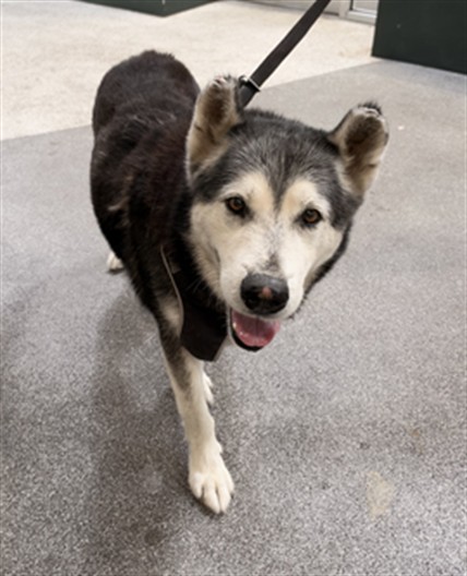 Shelter Stray Male Dog last seen , 3201 Lacy St, Los Angeles, CA 90031, USA