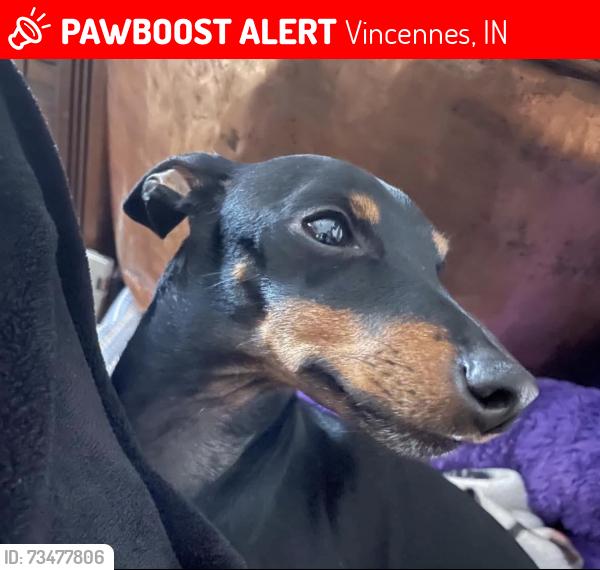 Lost Male Dog last seen Riley Elementary School, Vincennes, IN 47591
