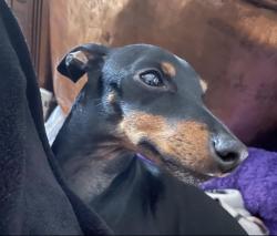 Lost Male Dog last seen Riley Elementary School, Vincennes, IN 47591