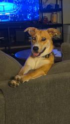 Reunited Female Dog last seen East Mesa park dr & provident ln, Round Rock, TX 78664
