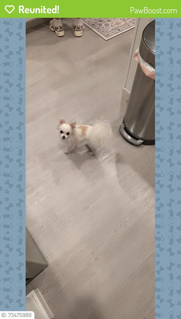 Reunited Female Dog last seen Navarro Ranch Road and FM 758, Geronimo, TX 78155