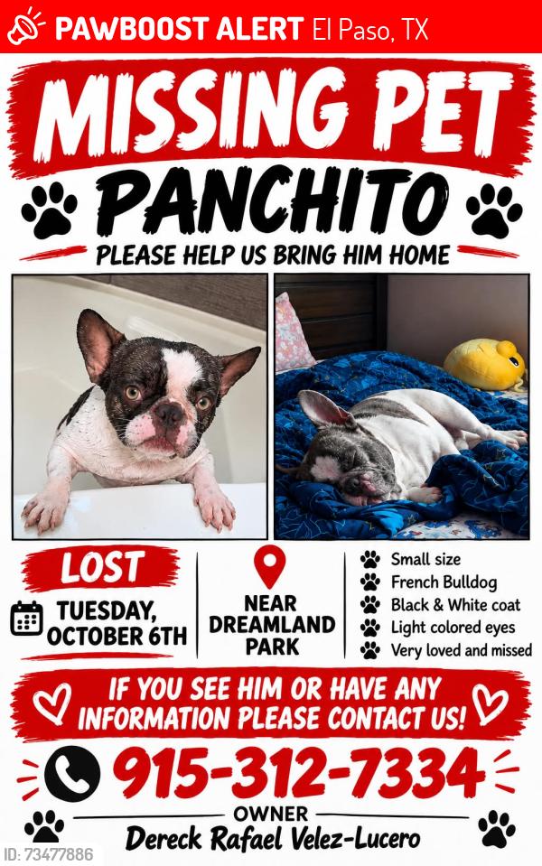 Lost Male Dog last seen Gr campuzano and vincent kalel, El Paso, TX 79938