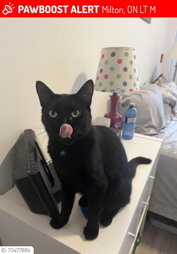Lost Female Cat last seen Main st. And Thompson, Milton, ON L9T 9M3