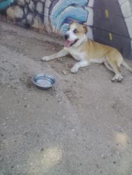 Found/Stray Male Dog last seen Ft.lowell and Fontana, Tucson, AZ 85705