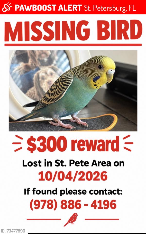 Lost Male Bird last seen Central Ave and 34th street, St. Petersburg, FL 33712