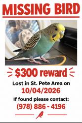 Lost Male Bird last seen Central Ave and 34th street, St. Petersburg, FL 33712