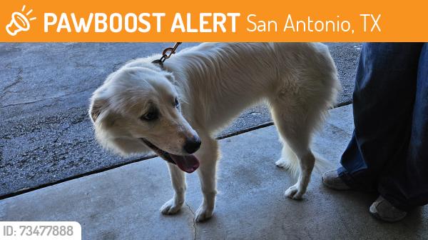 Found/Stray Female Dog last seen Guilbeau/Bandera, San Antonio, TX 78250