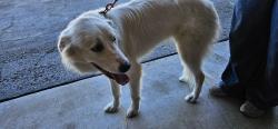 Found/Stray Female Dog last seen Guilbeau/Bandera, San Antonio, TX 78250
