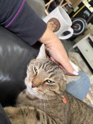 Reunited Male Cat last seen Waynewood neighborhood, Alexandria, VA 22308