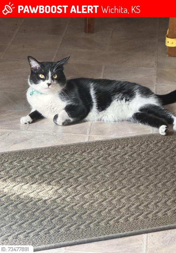 Lost Male Cat last seen 11th, Acadia and ridge rd, Wichita, KS 67212