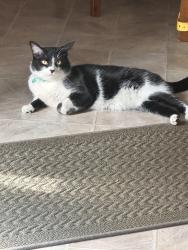 Lost Male Cat last seen 11th, Acadia and ridge rd, Wichita, KS 67212
