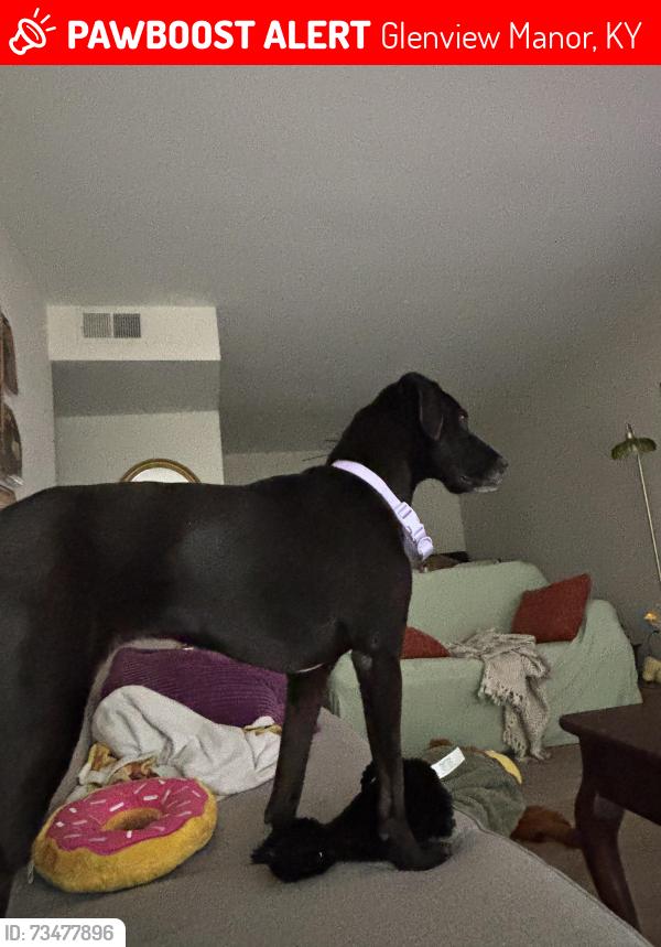 Lost Female Dog last seen Devonshire apmts, Glenview Manor, KY 40222