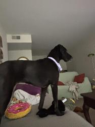 Lost Female Dog last seen Devonshire apmts, Glenview Manor, KY 40222