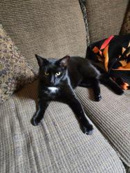 Reunited Male Cat last seen S Prince and W Vine, Lancaster, PA 17603
