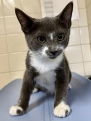 Shelter Stray Male Cat last seen Near 9th St, Within Coalition, TX, 11300 Nacogdoches Rd, San Antonio, TX 78217, USA