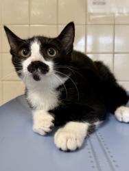 Shelter Stray Male Cat last seen Near 9th St, Within Coalition, TX, 11300 Nacogdoches Rd, San Antonio, TX 78217, USA