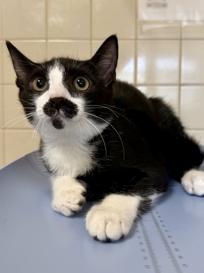 Shelter Stray Male Cat last seen Near 9th St, Within Coalition, TX, 11300 Nacogdoches Rd, San Antonio, TX 78217, USA