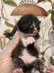 Shelter Stray Male Cat last seen Near Cleveland St, Baltimore, MD 21230, 21230, MD, 2490 Giles Rd, Baltimore, MD 21225, USA